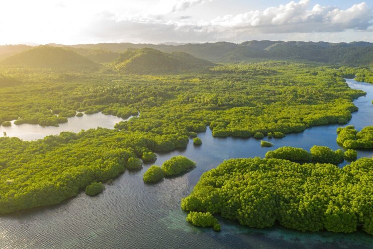 Madeireiros ilegais lucram com créditos de carbono na Amazônia, aponta investigação
